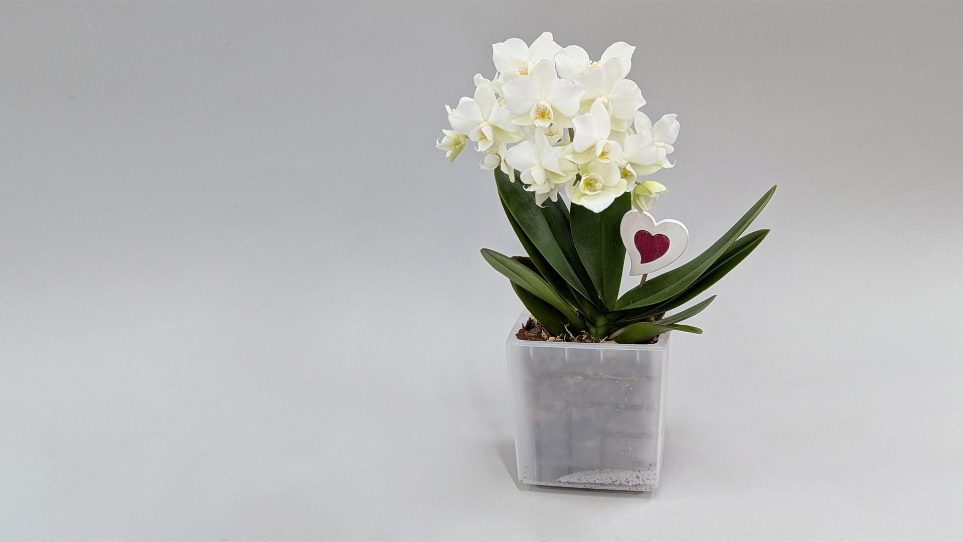 АГРОНОМИЧЕСКИЙ МАСТЕР-КЛАСС "ПЕРЕСАДКА ОРХИДЕИ ФАЛЕНОПСИС"