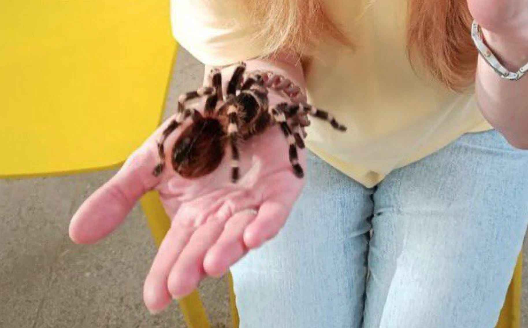 в 13:30 "Живая" лекция "Про мохнатых пауков и не только" энтомолога Федора Мартыновченко в библиотеке им. Гайдара на Фрунзенской. 5+