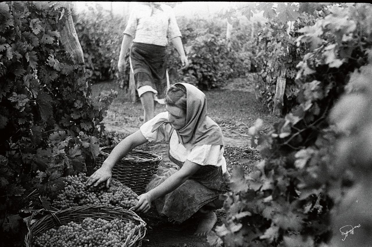 Мастер-класс | "Цимлянские автохтоны: познаём характер донского терруара"
