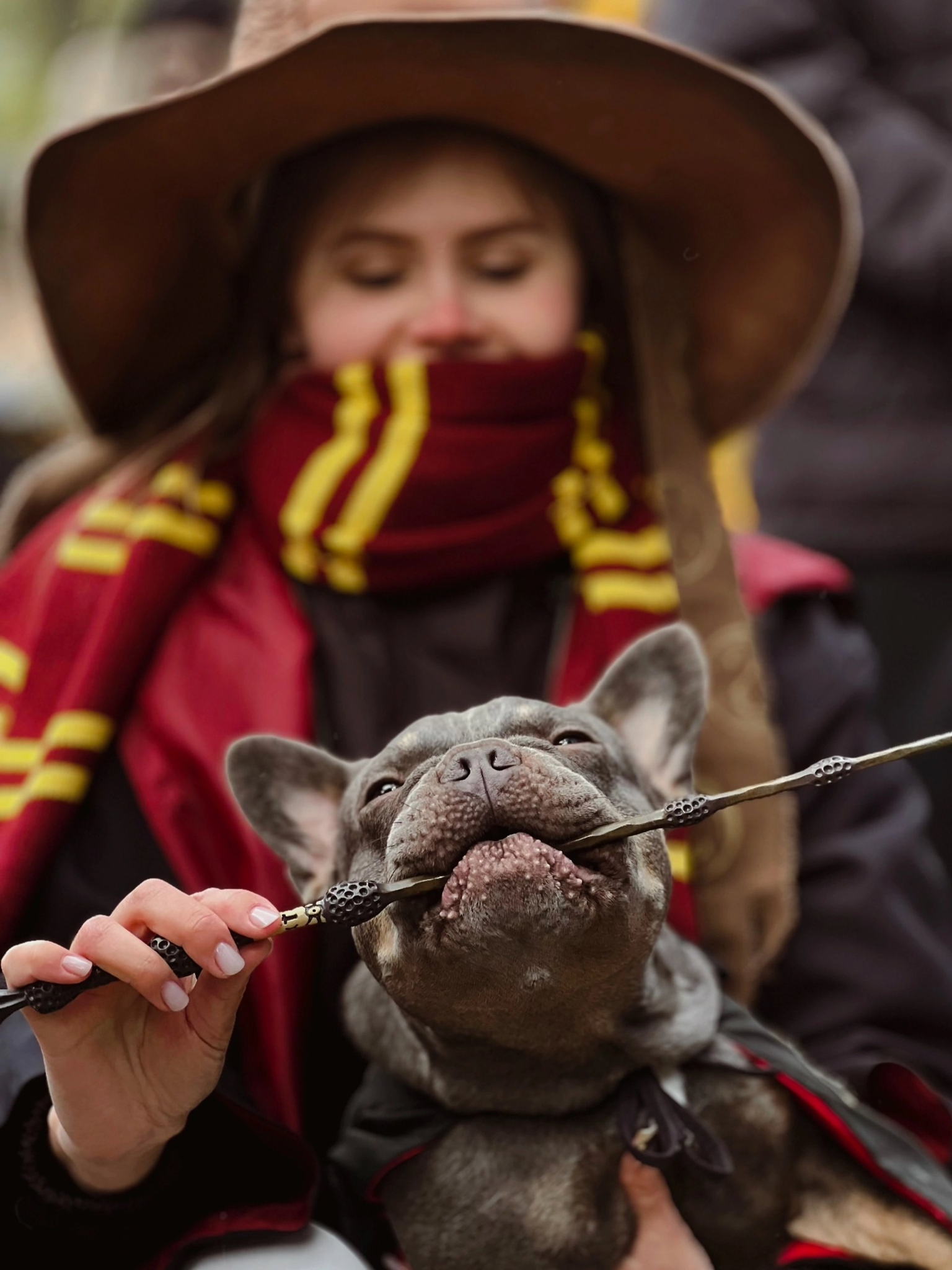 Благотворительная «БульЕлка2026» соберет всех поклонников французских бульдогов