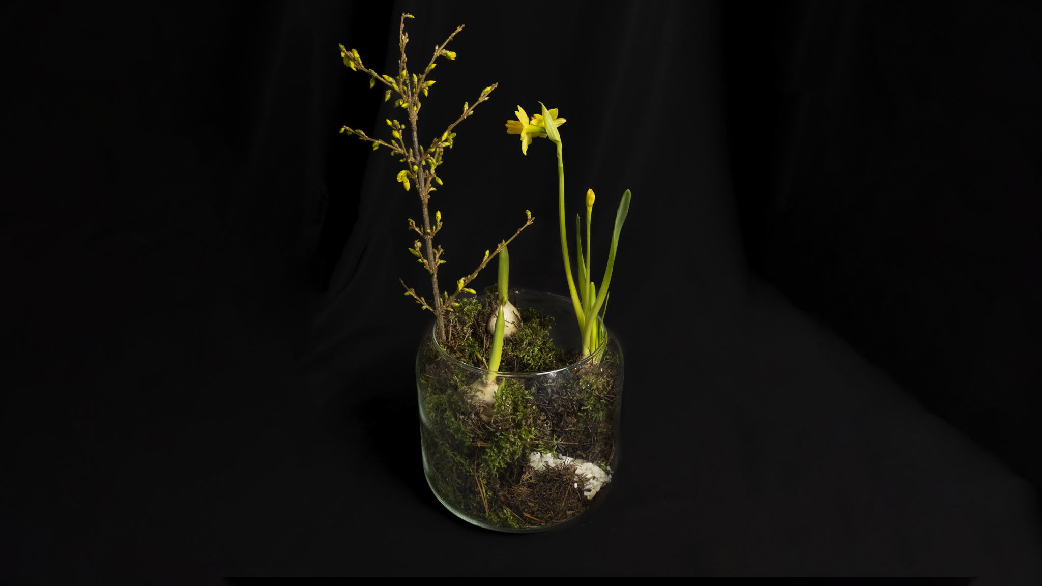 Мастер-класс «Первоцветы: весенняя композиция с форзицией и нарциссами»