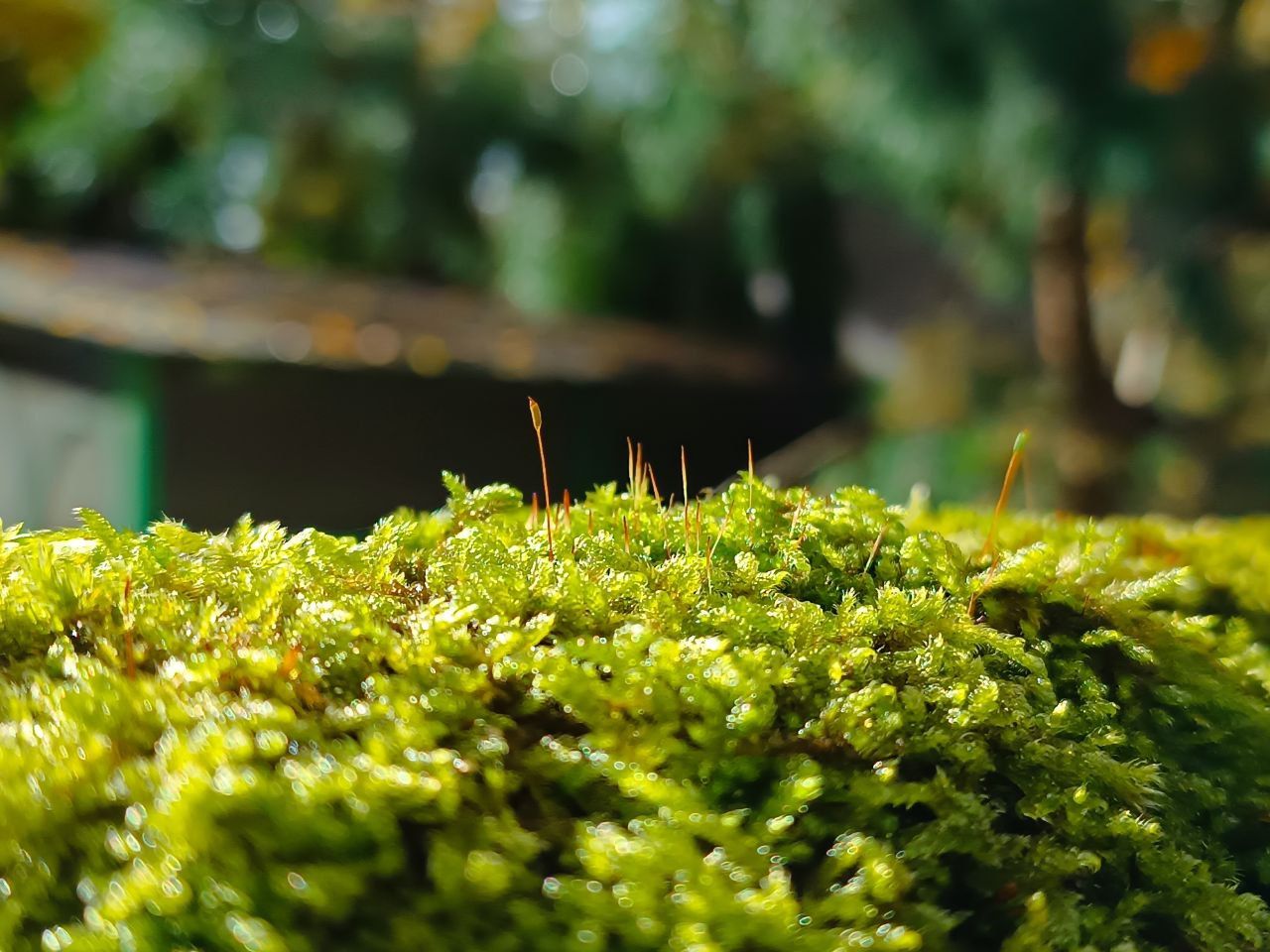 Мастер-класс по созданию флорариума — 15:00