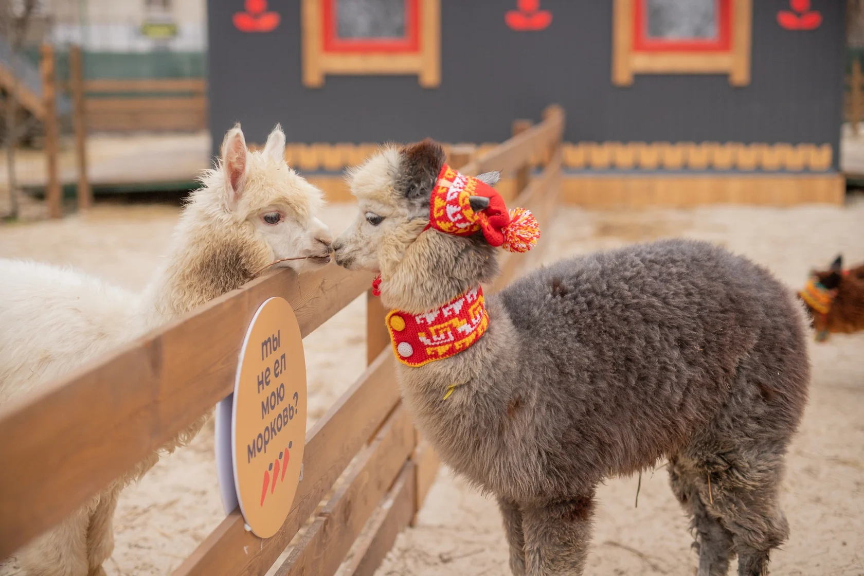 Экскурсия в будни в парк альпак Пача Мама