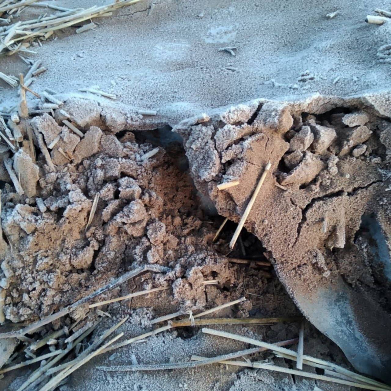 ПОСТОЯННОЕ-ВРЕМЕННОЕ: Мира Древо Mykoriza Soilcult