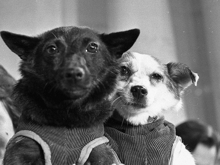 Экскурсия-лекция «О хвостиках, ушках и лапках. Собаки в космосе»