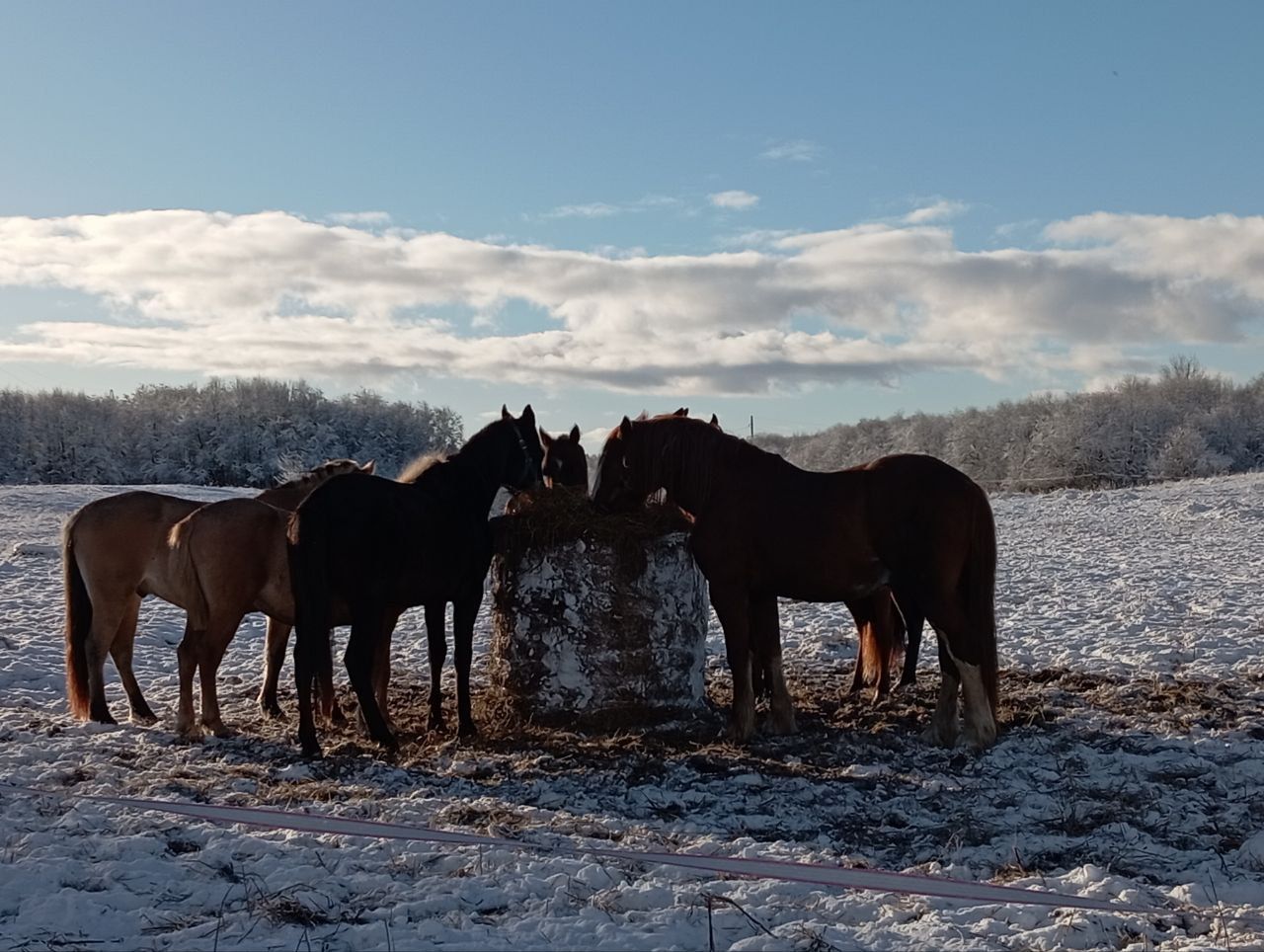 В гости к коням с дедом Морозом и Снегурочкой