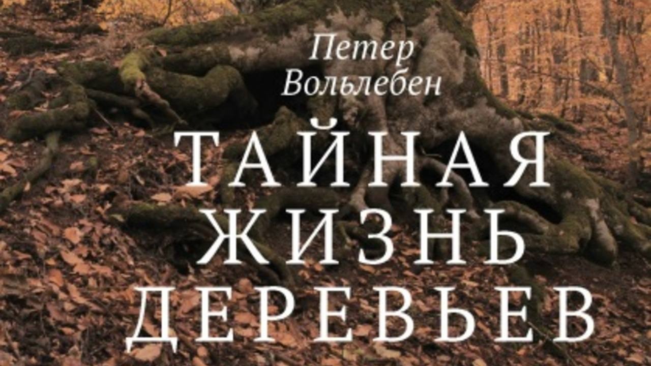 Диалектика мха на камне