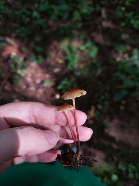 в 11:40 ПРЕМЬЕРА Весенняя прогулка "Тихая охота" с микологом Елизаветой Рева в окрестностях Звенигородской биостанции МГУ. 6+