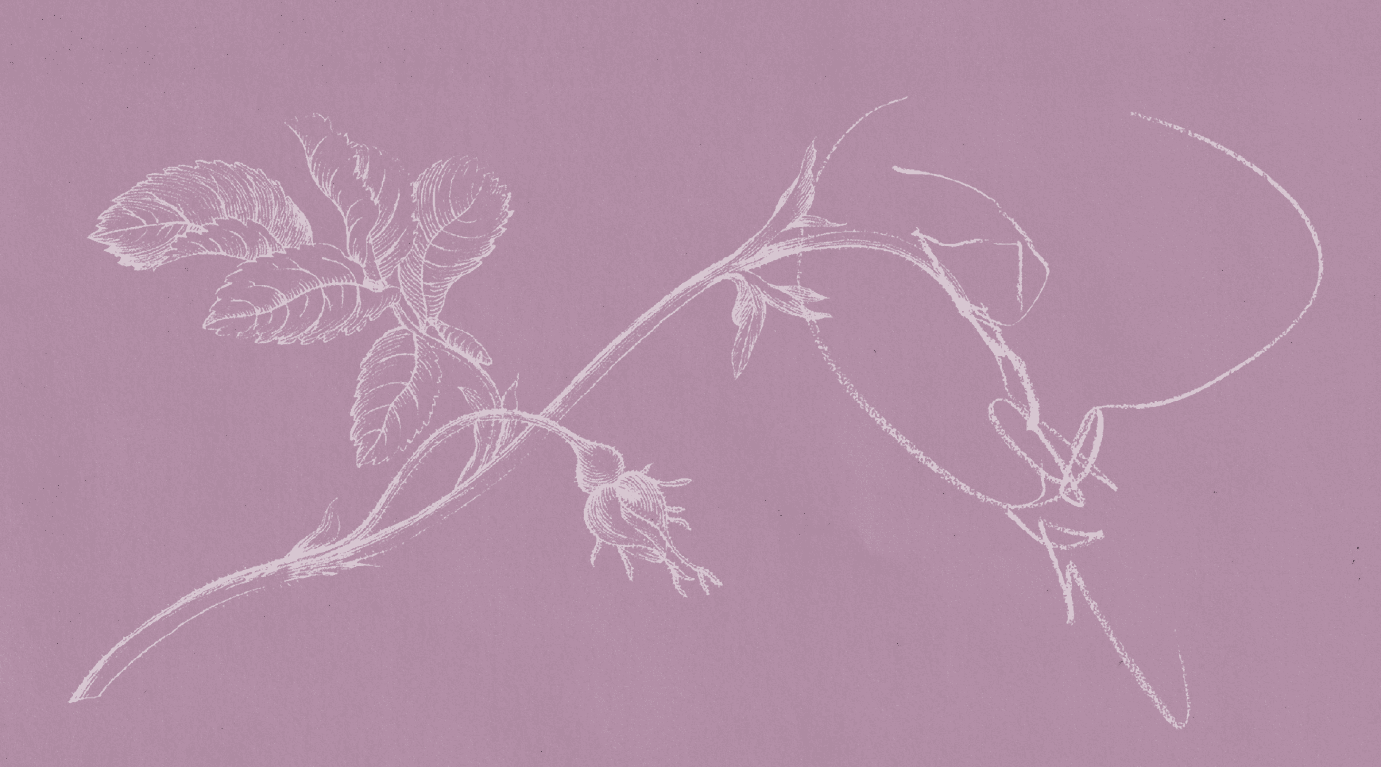 Дискуссия о книгах вирджинии вулф «мемуарный клуб» и «быть больным»