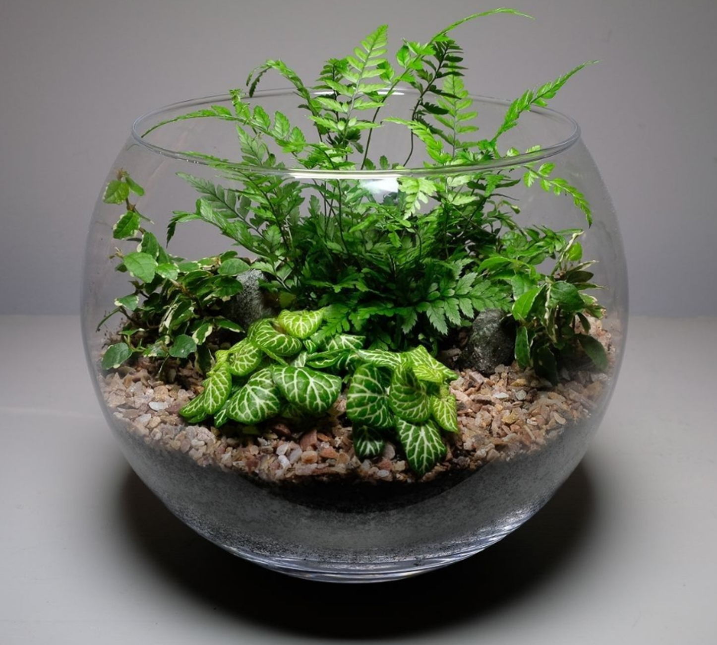 Растения как часть экосистемы: флорариум, палюдариум, террариум