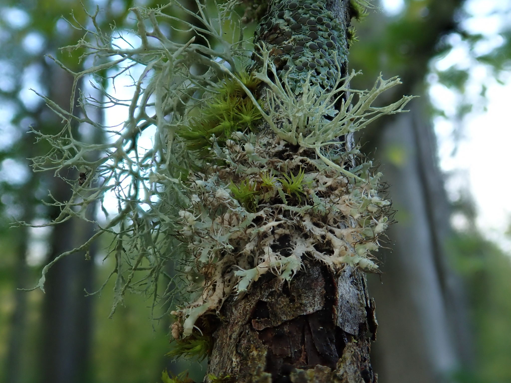 Лекция "Лишайники в экосистеме"