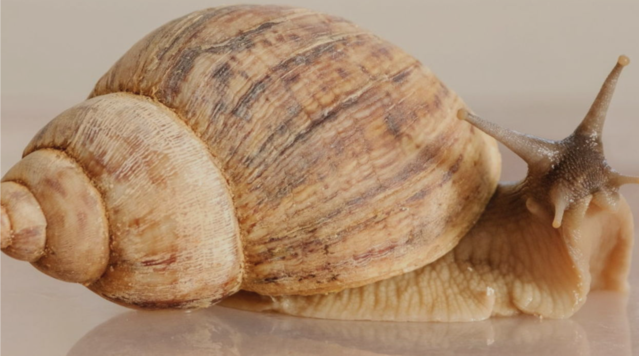 4 апреля в 15:00 "живая" лекция и мастер-класс "домик для улитки" зоолога анны ремизовой в библиотеке им. гайдара на фрунзенской. 5+