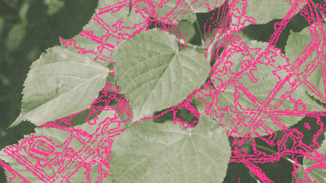 Лекция «Идентичность в листве: как формируется образ зеленой Уфы»