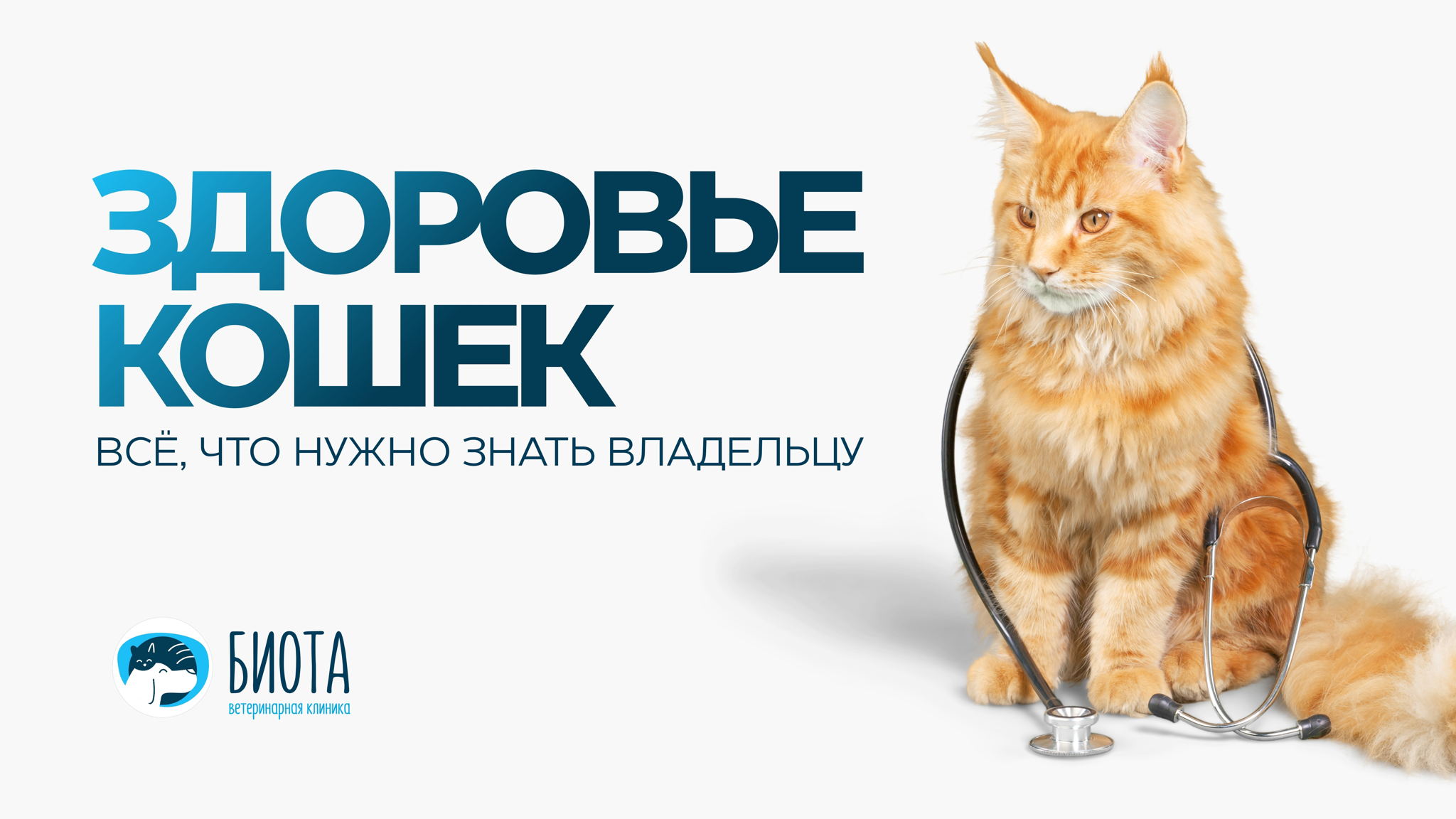 День кошек в Омске: семинар для заботливых владельцев