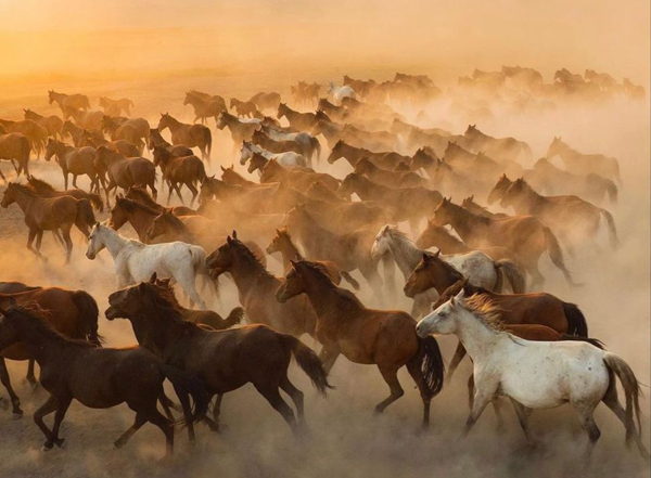 Фотодень с Лошадью