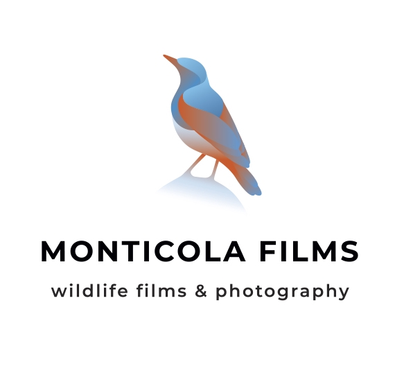 Monticola Films