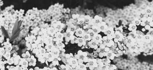 Кураторская экскурсия по выставке «Flores» 