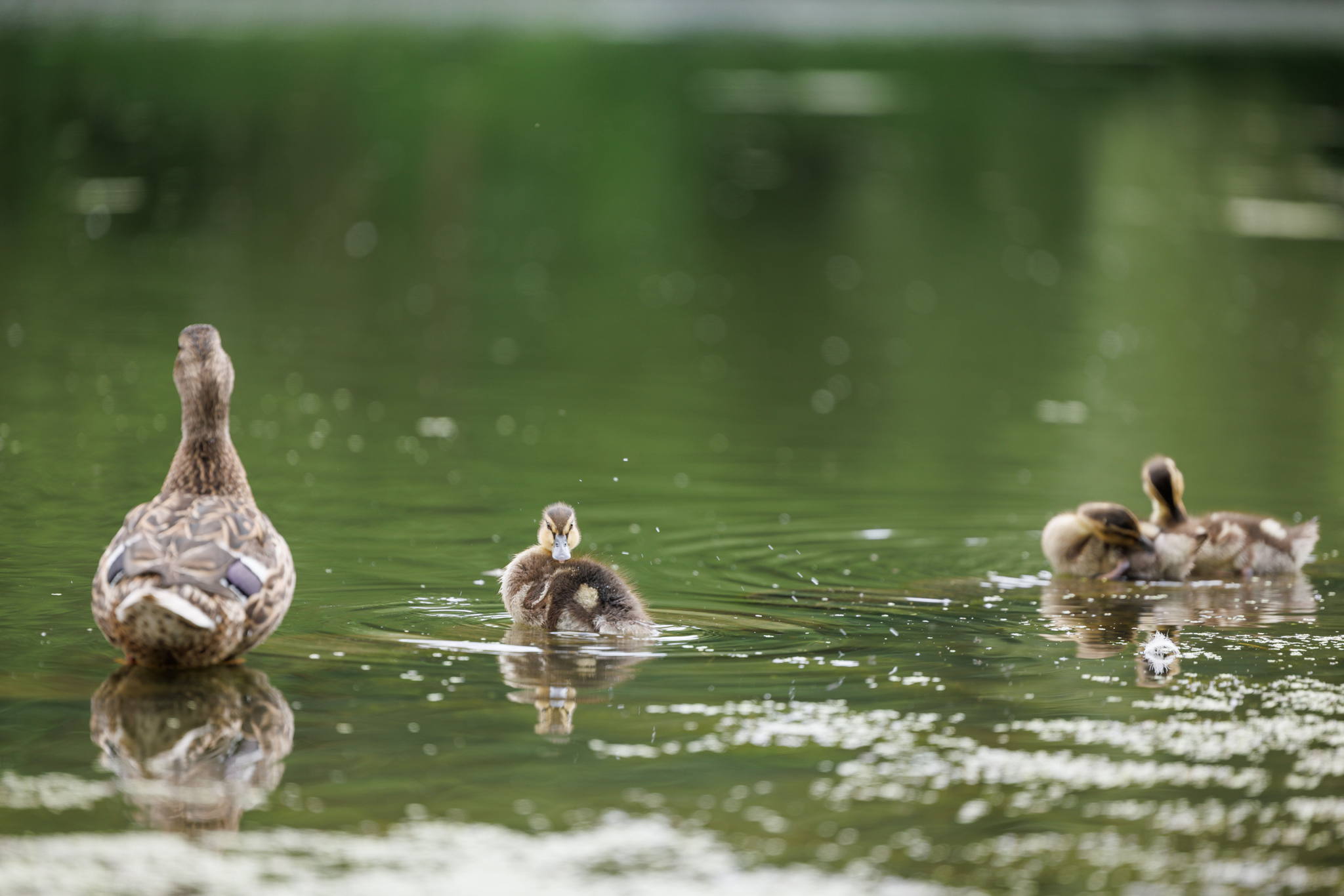 Тематическая программа «День матери» в экоцентре «Экошкола Кусково»