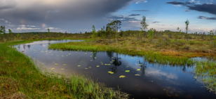 Водно-болотные угодья Санкт-Петербурга