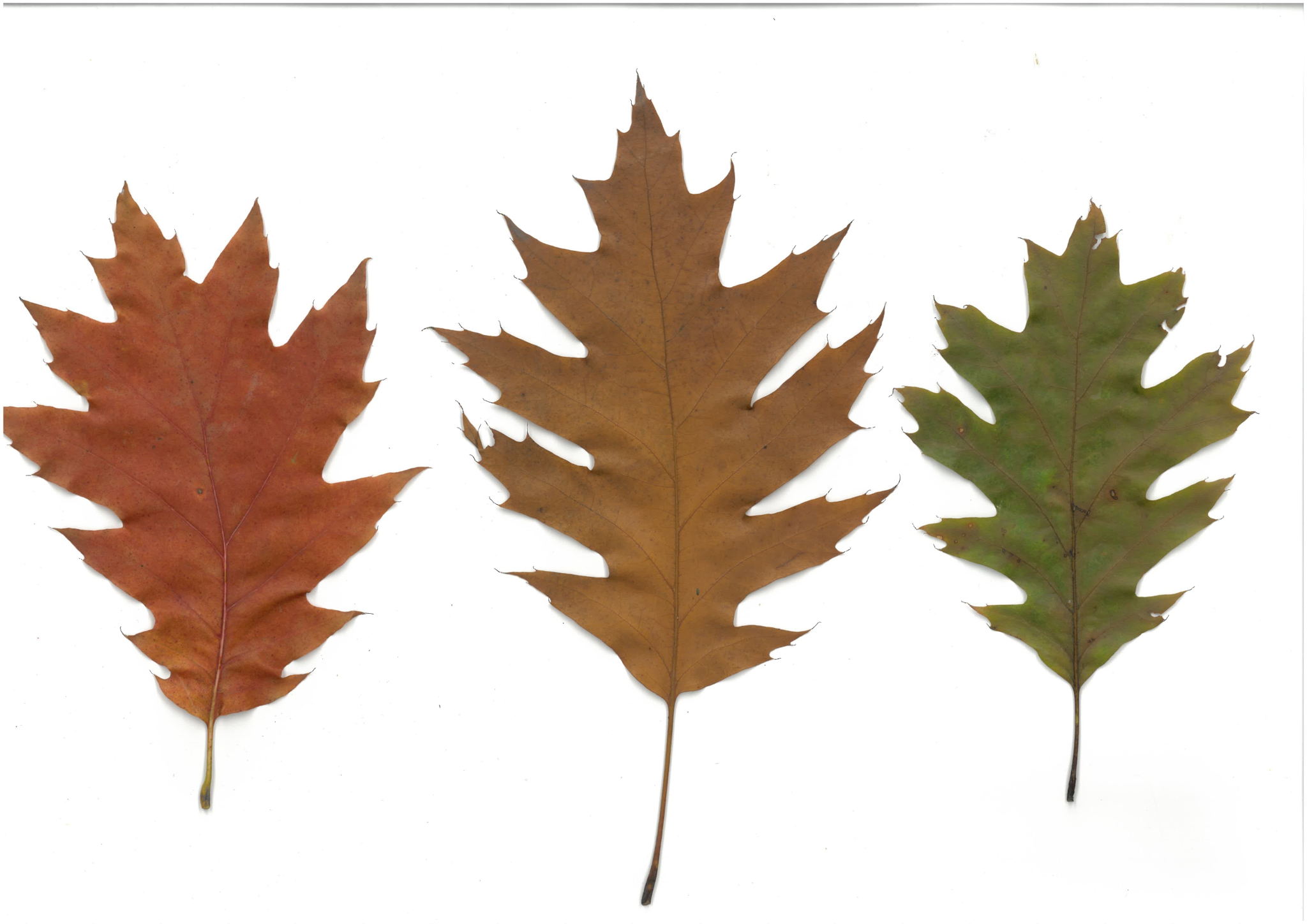 ЦЕХ ЮННАТОВ ДЛЯ ВЗРОСЛЫХ