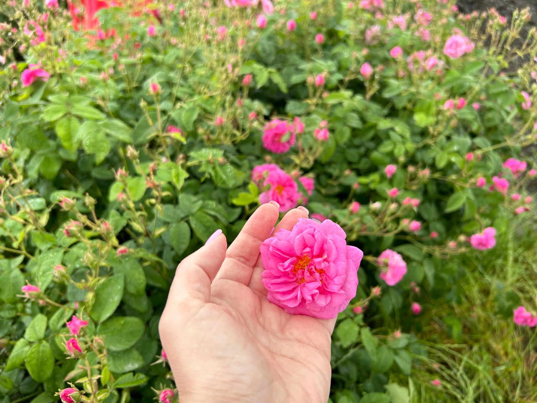 Ольфакторная встреча: «Ее величество Роза»