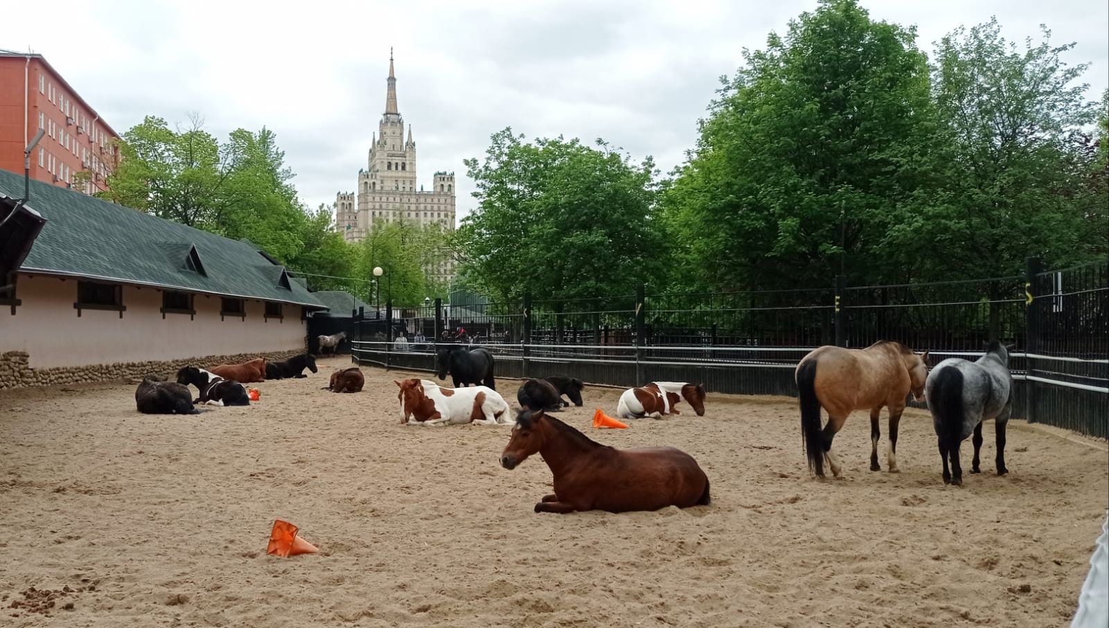 Лекция «Пони и лошади в Московском зоопарке»