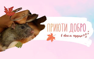 приютИдобро