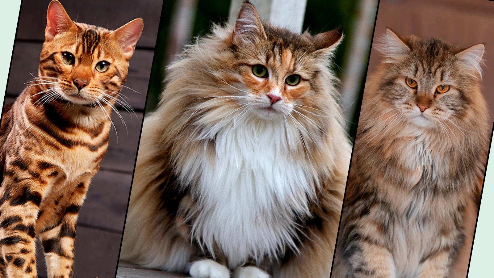 Семейство кошачьих. Интересная теория и обсуждение