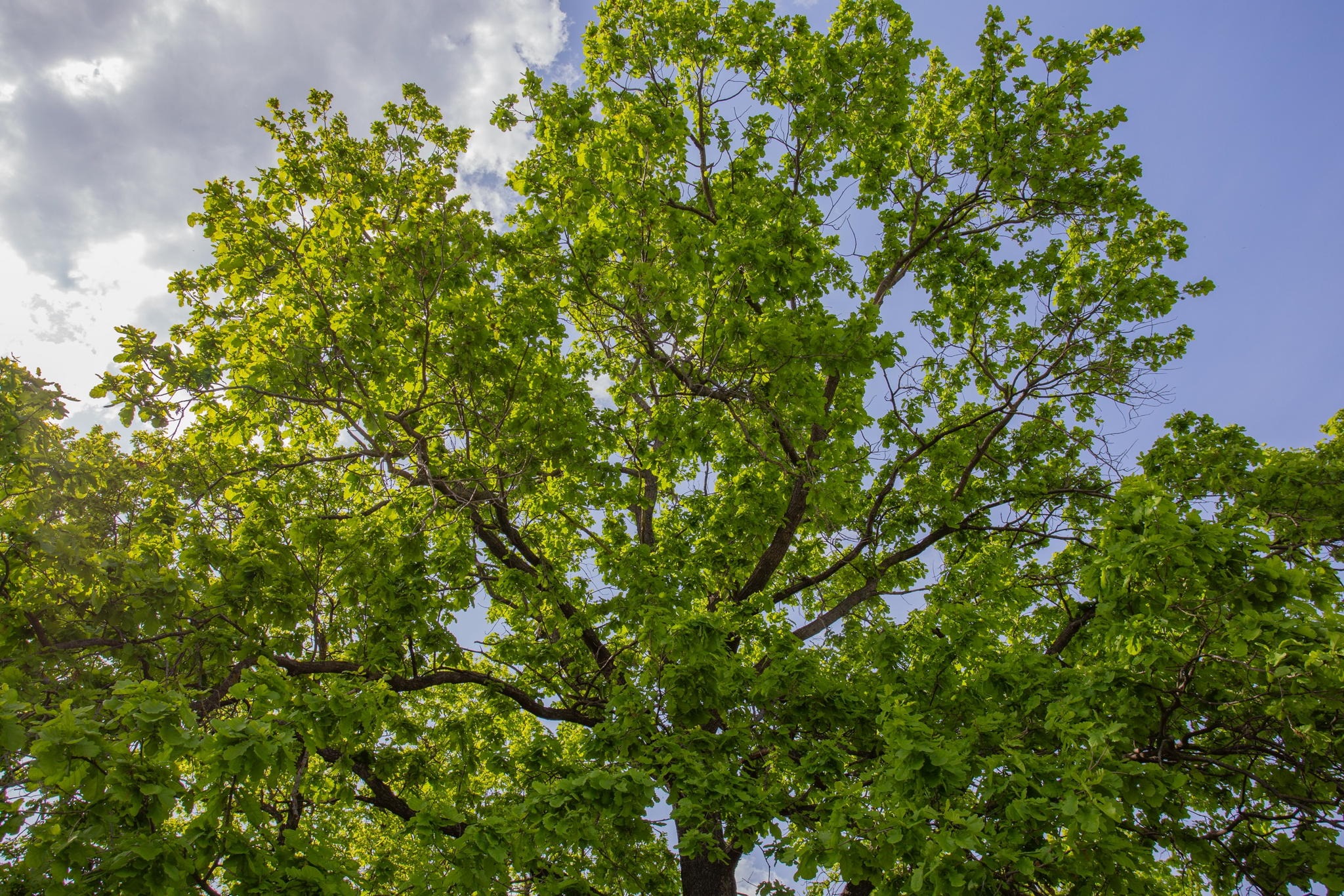 Лекция «Мифы о растениях» | Экомарафон «В гостях у Природы»