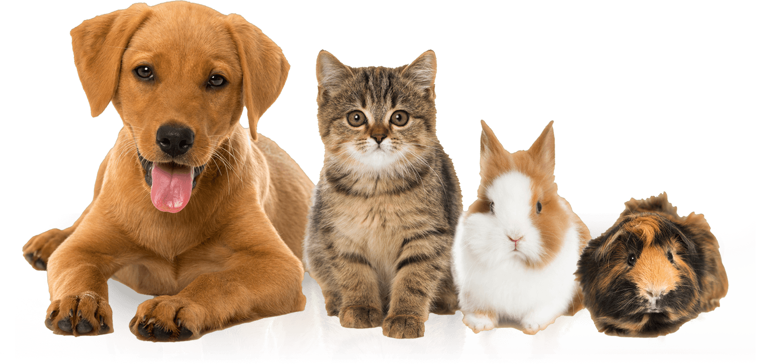 Встреча разговорного клуба английского при НИУ ВШЭ. Topic "Pets"