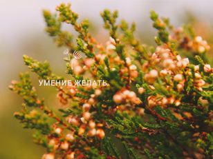 Практикум "Умение желать" 