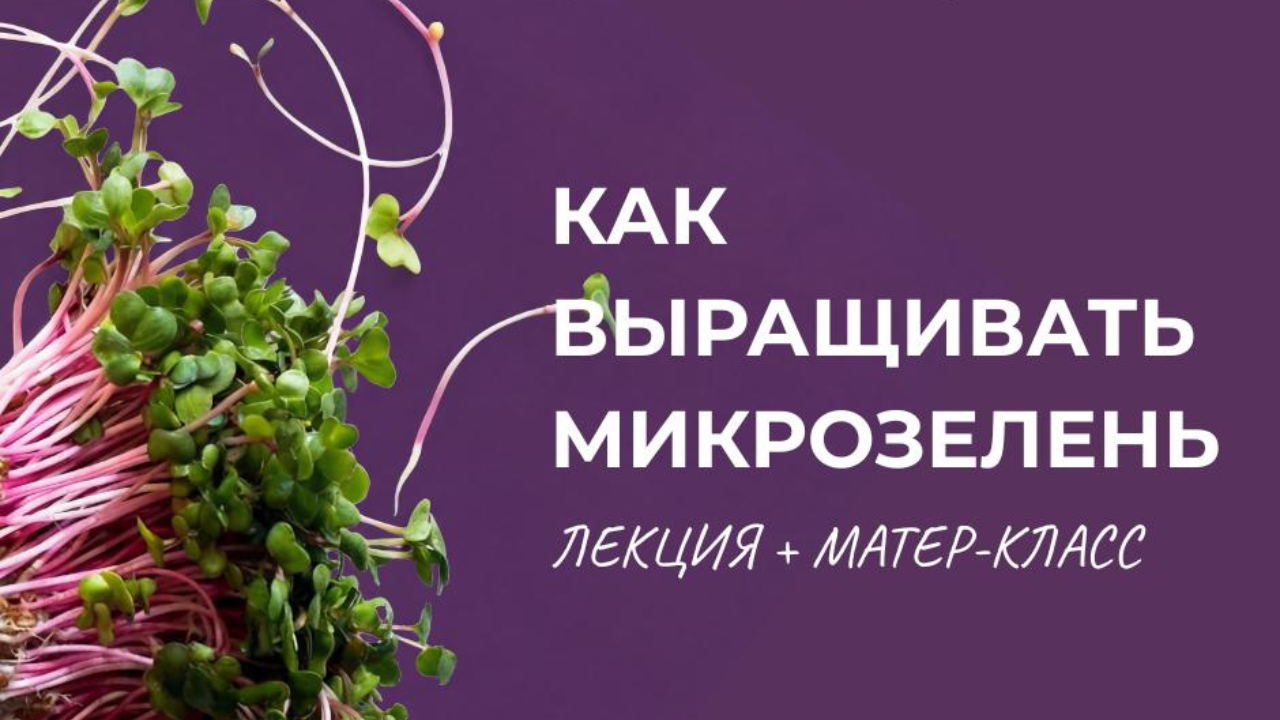 Мастер-класс: микрозелень дома — просто и без ошибок