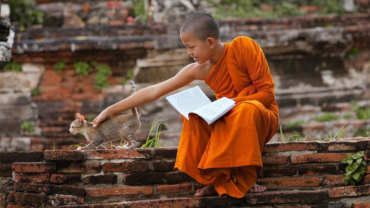 Философский книжный клуб по книге «Кошка Далай-ламы» Дэвида Мичи