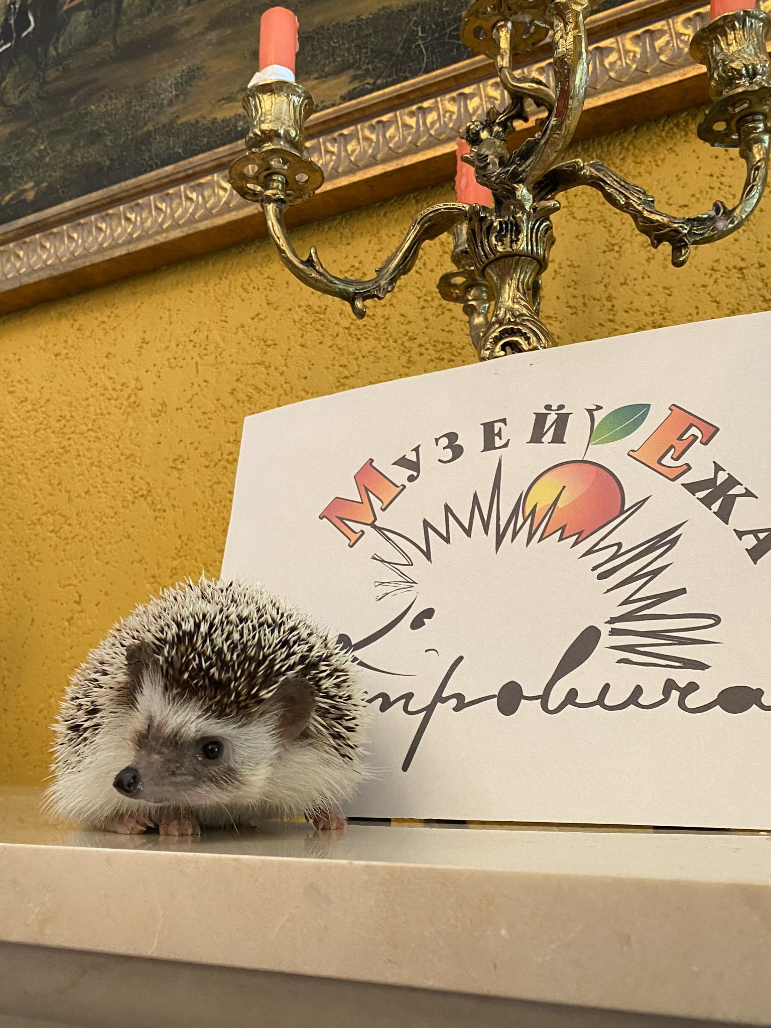 Открытие выставки «Музей как шанс. Дорогой Ёж Петрович: история музея, восставшего из пепла»