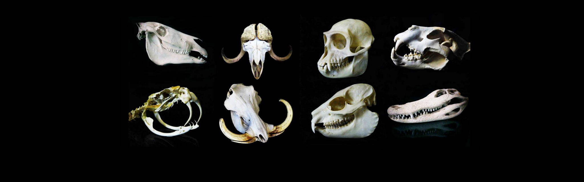 ПРО ЧЕРЕПА И ЗУБЫ 4-6 лет