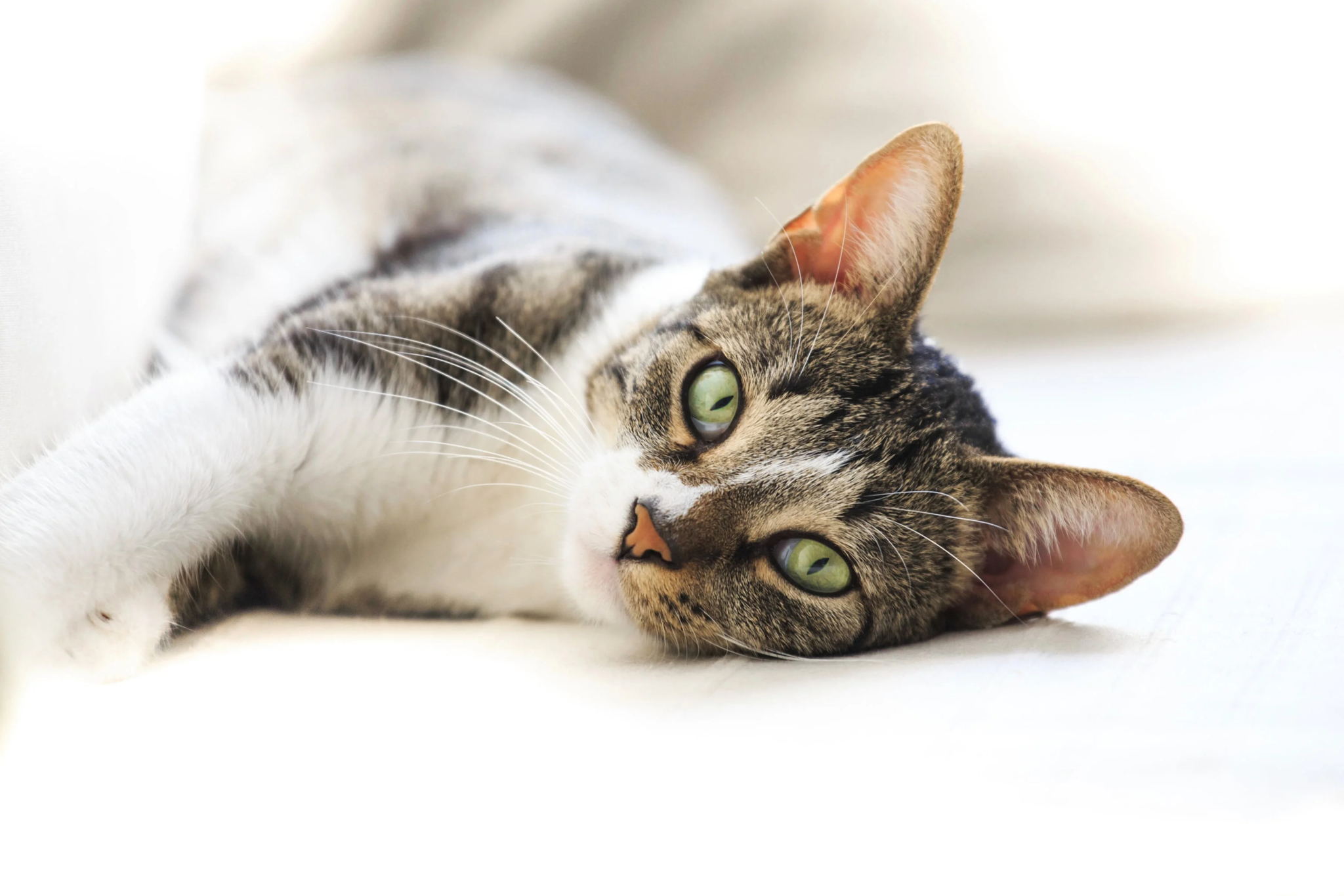 Истории на песке. Большое кошачье спасибо