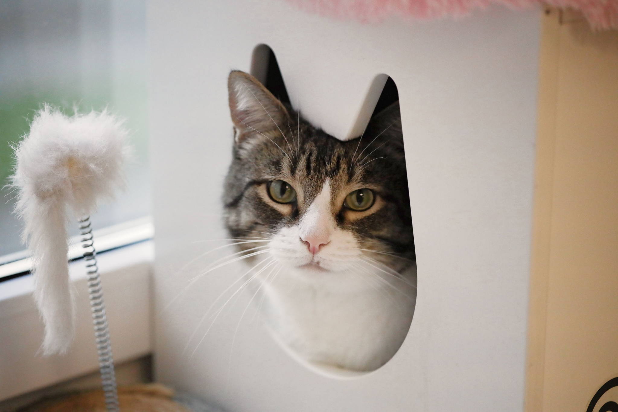 «Мурлыкающее счастье: как выбрать своего кота?» — бесплатный кото-урок зоошколы «Обнимаю лапами»