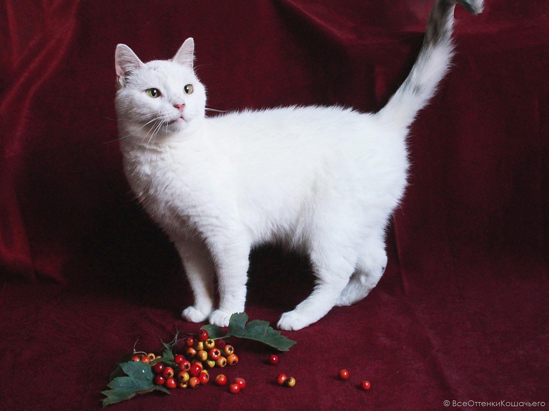 Мастер-класс «Дружок—котик: » + кото терапия