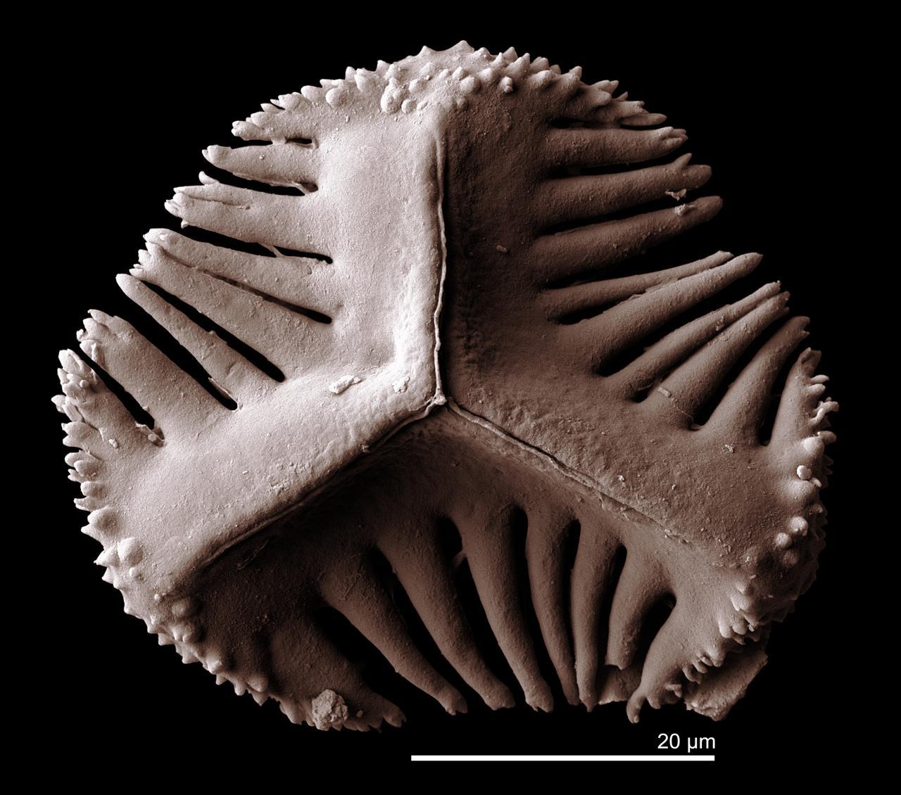 Интерактивная лекция "Растения-призраки из каменной летописи"