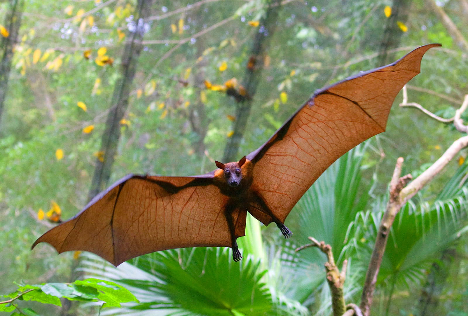 Непоседы. Дело о летучих мышах