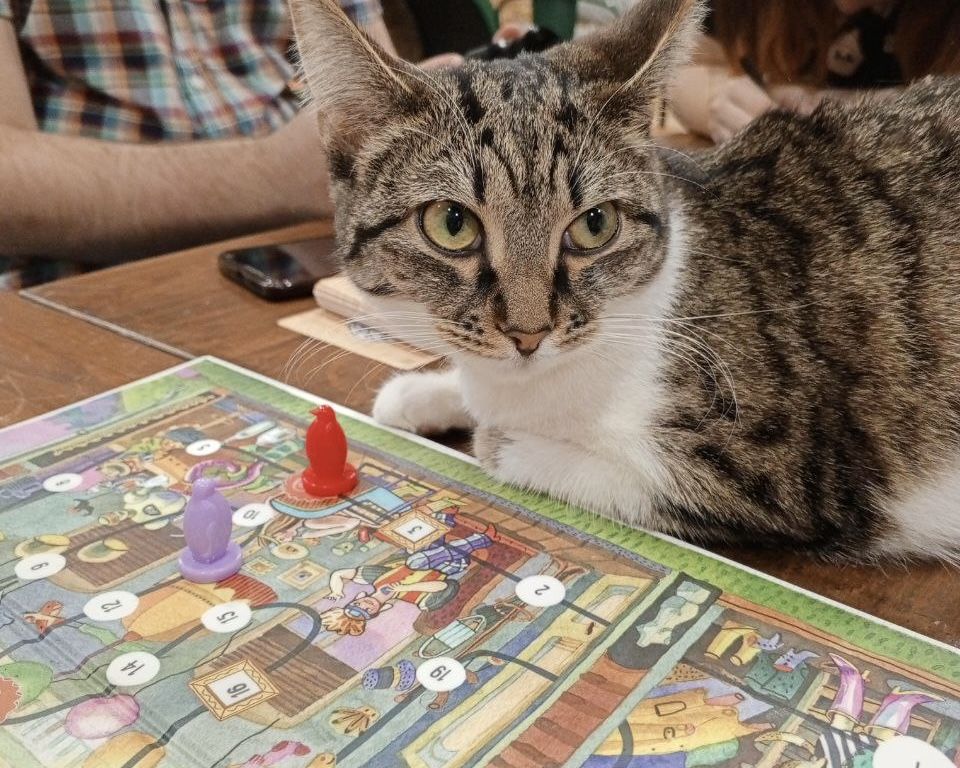 Вечер настольных игр в котокафе