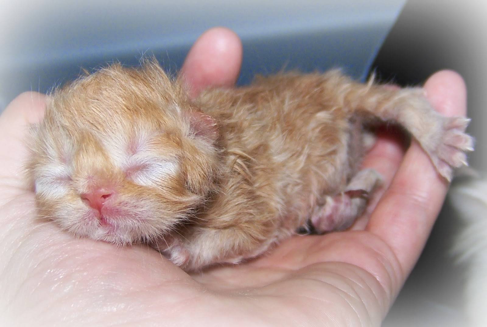 Почему рождаются слепые. Новорожденные котята циннамон. Новорожденный котенок. Маленькие котята Новорожденные.