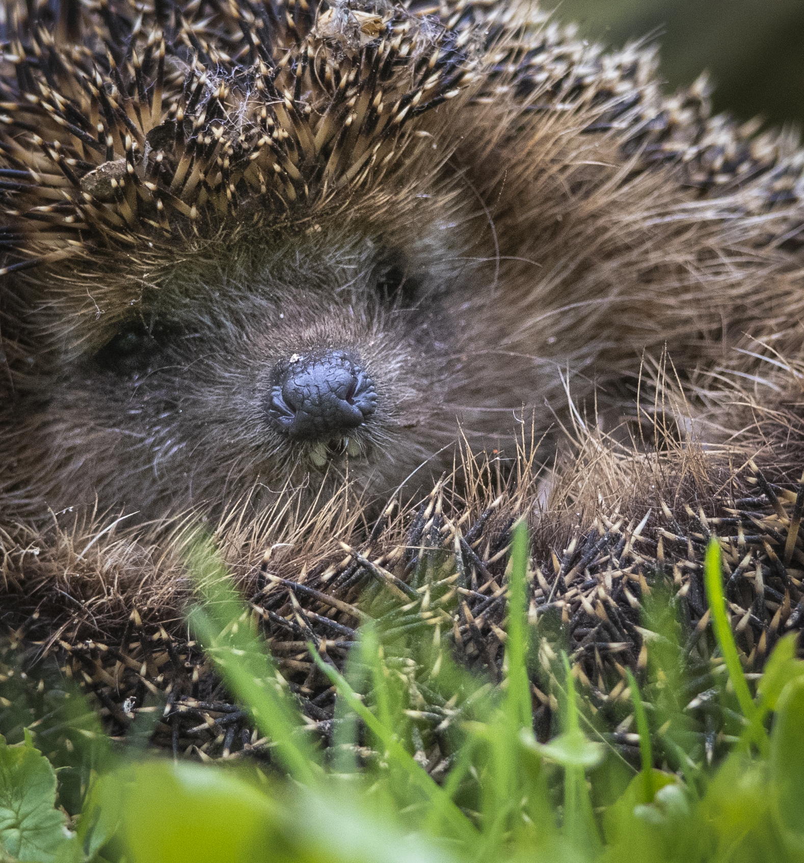 Онлайн-лекция «Колючие соседи ежи» в экоцентре «Экошкола Кусково»