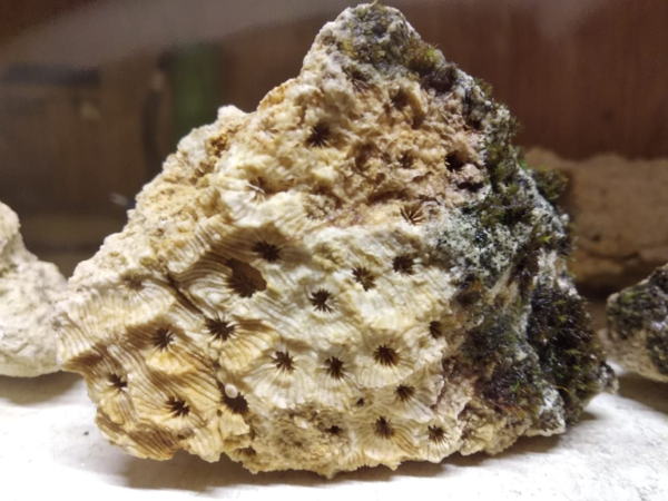 Раскопки в Тучково