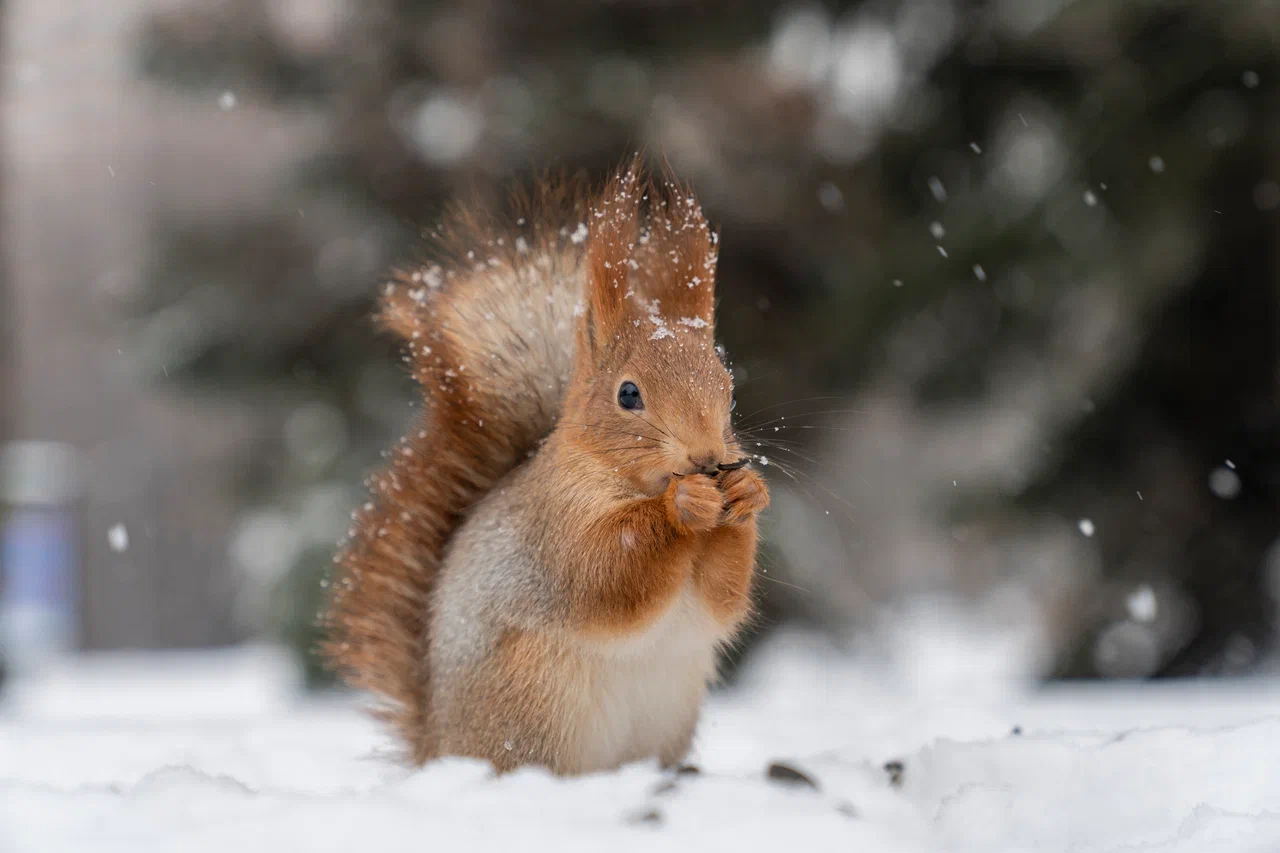 Зимний учет белок в Нескучном саду