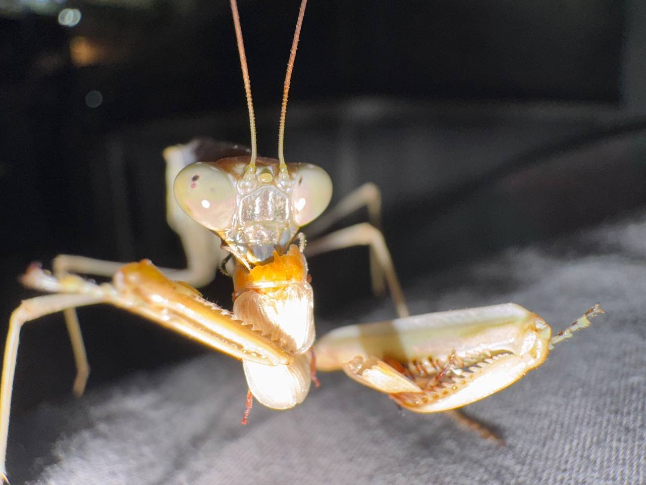 в 11:00 и в 12:30 "Живая" лекция и мастер-класс "Домашний богомол" с биологом Иваном Зениным. 6+