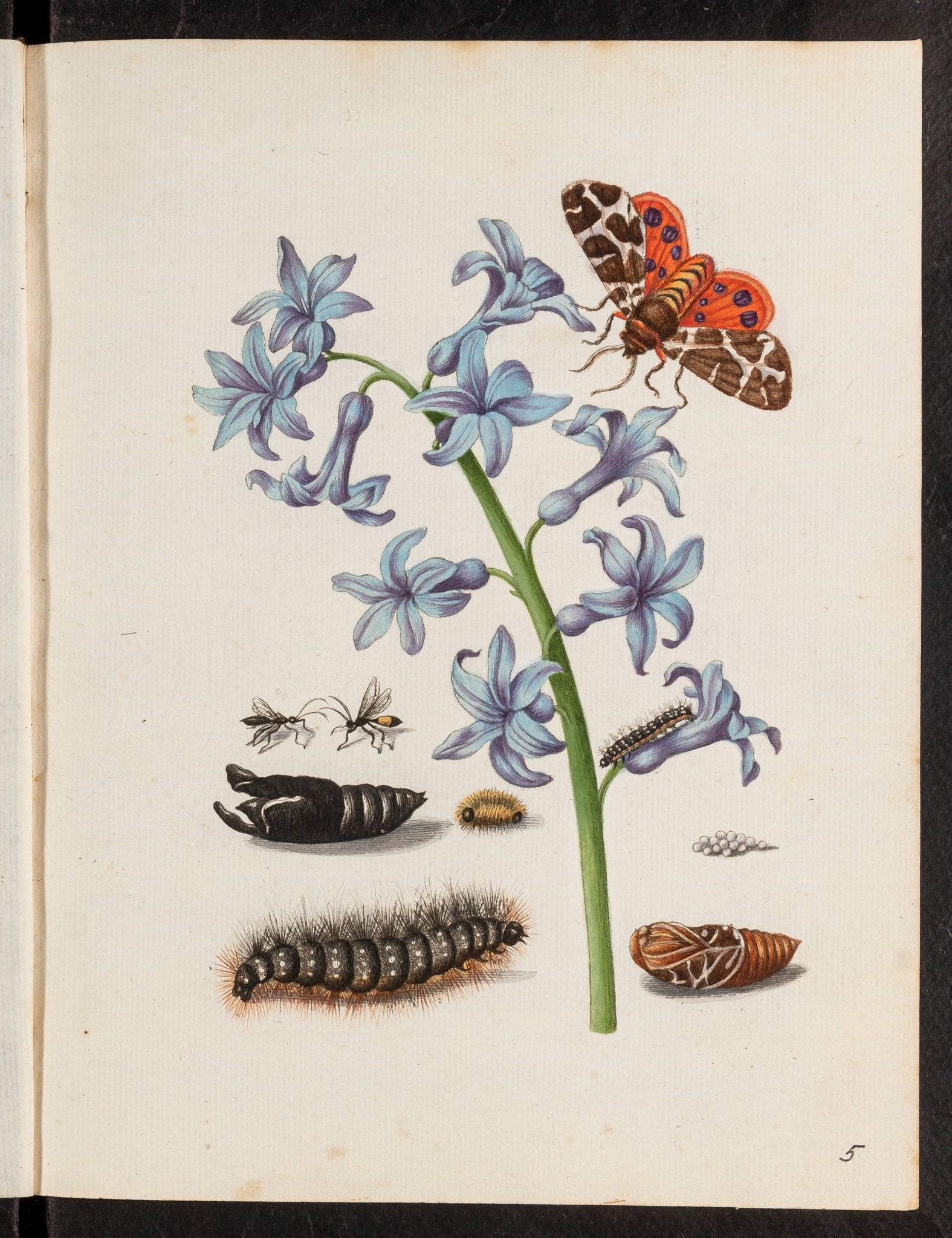 Лекция «Неизвестная знаменитость – Мария Сибилла Мериан»