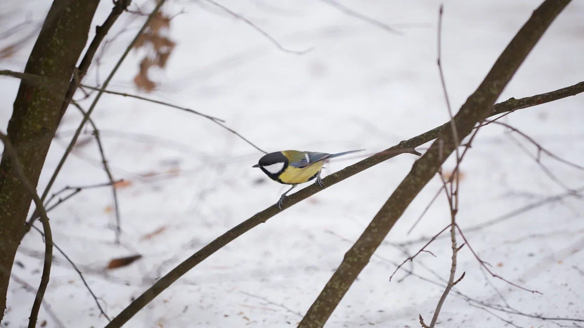 Бесплатная орнитологическая экскурсия в парке Лесотехнической академии