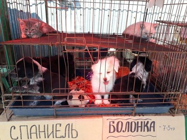 Детский эфир с Александром Хабургаевым "Природа и коммерция"
