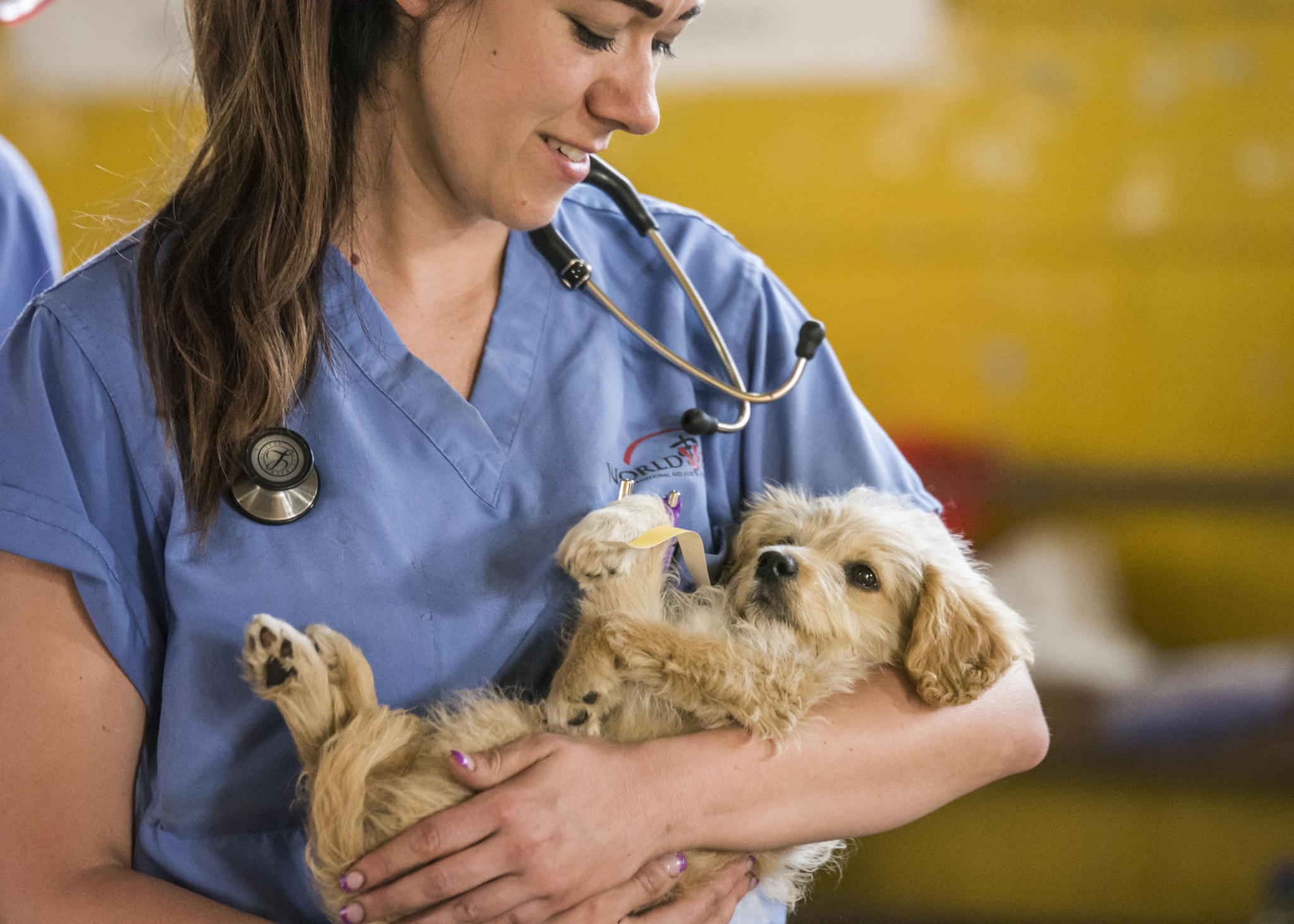 СТУДЕНЧЕСКАЯ СЕКЦИЯ VOLGA VET 2025